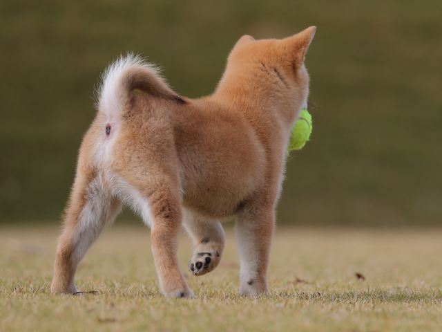 AI5I7390-puppy AI5I7390-puppy