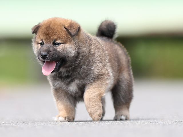 AI5I7411-puppy AI5I7411-puppy