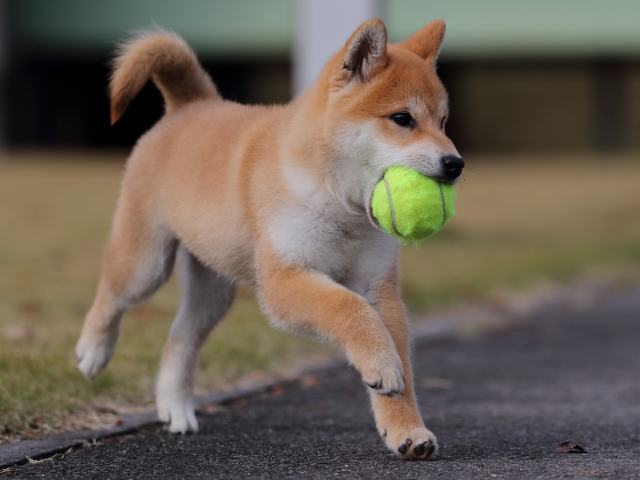 AI5I7425-puppy AI5I7425-puppy