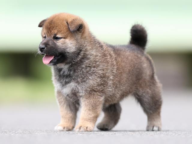 AI5I7429-puppy AI5I7429-puppy