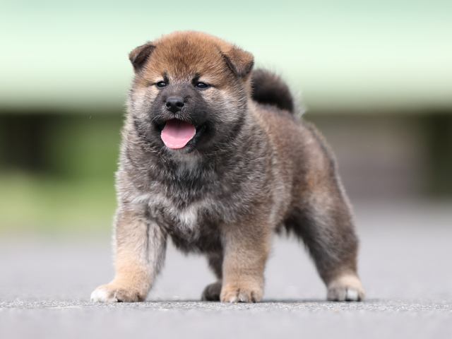 AI5I7439-puppy AI5I7439-puppy