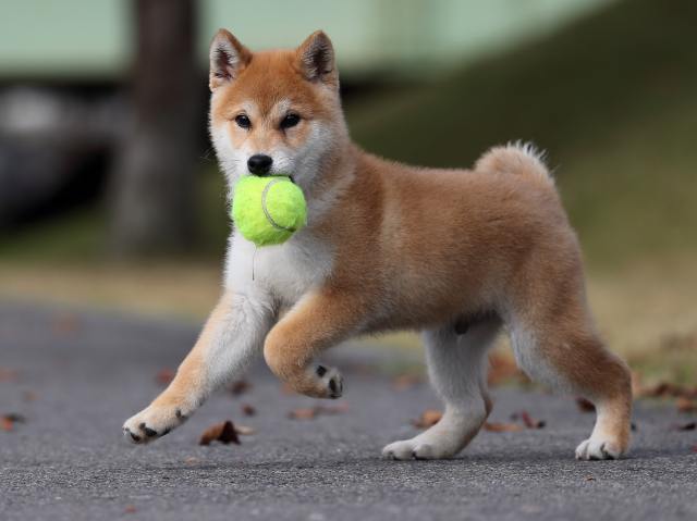 AI5I7441-puppy AI5I7441-puppy