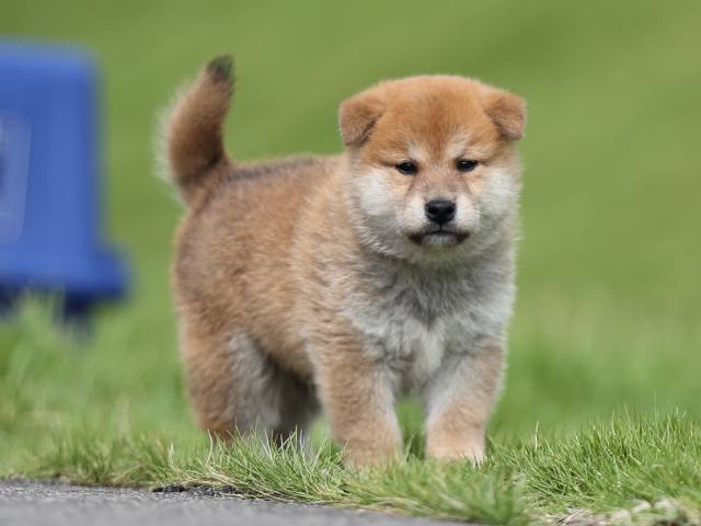 AI5I7447-puppy-puppy AI5I7447-puppy-puppy