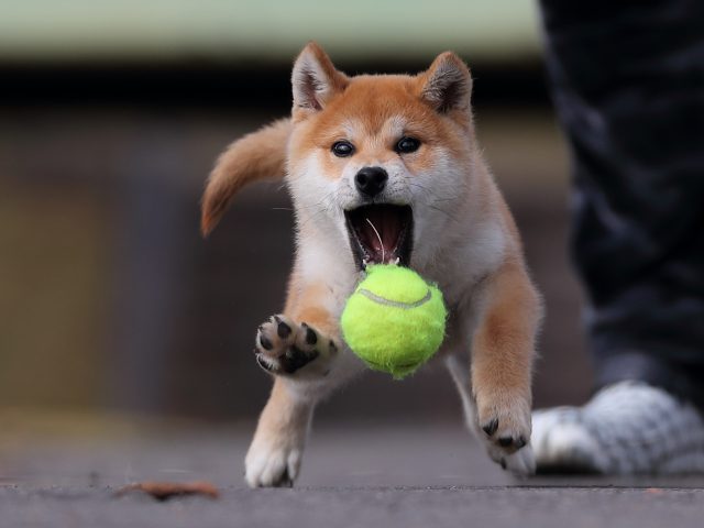 AI5I7467-puppy AI5I7467-puppy