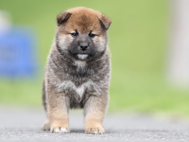 AI5I7471-puppy AI5I7471-puppy