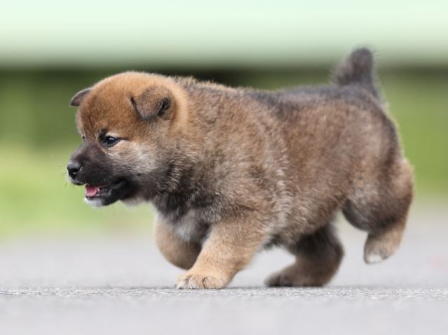 AI5I7479-puppy AI5I7479-puppy
