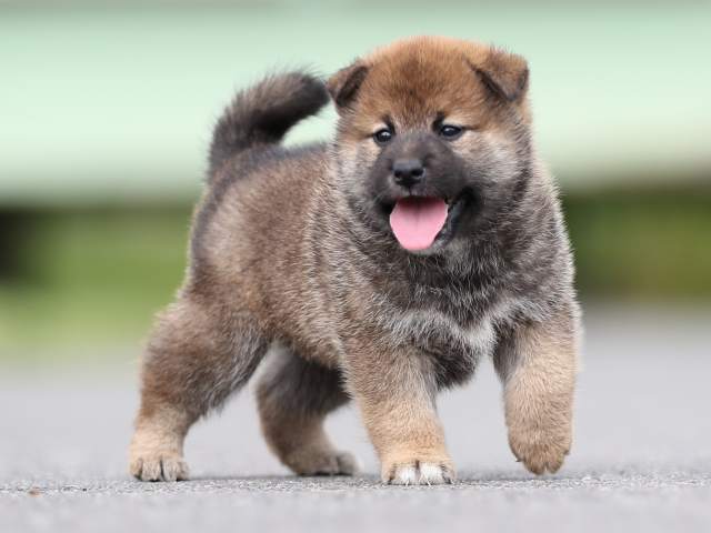 AI5I7497-puppy AI5I7497-puppy