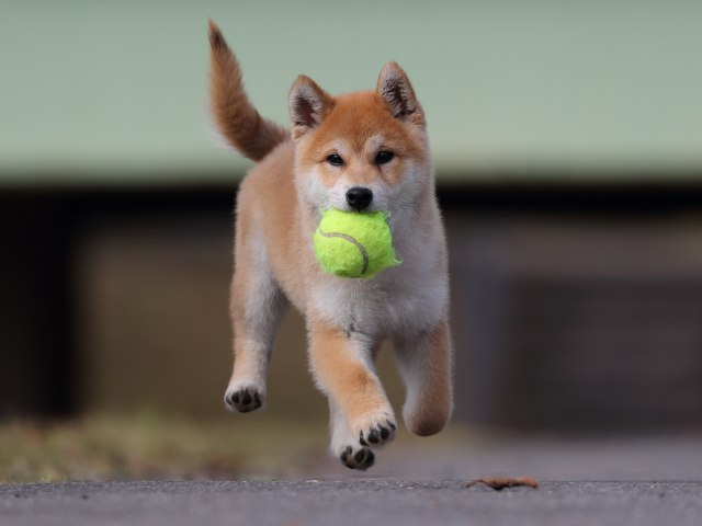 AI5I7519-puppy AI5I7519-puppy