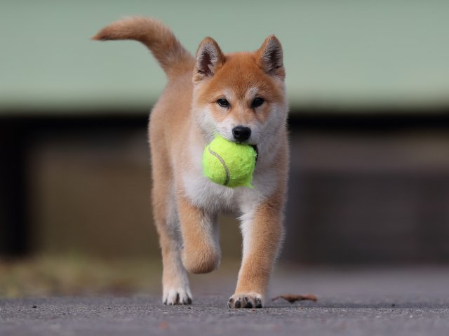AI5I7525-puppy AI5I7525-puppy