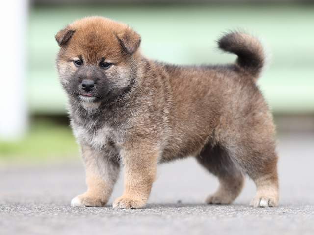 AI5I7525-puppy AI5I7525-puppy