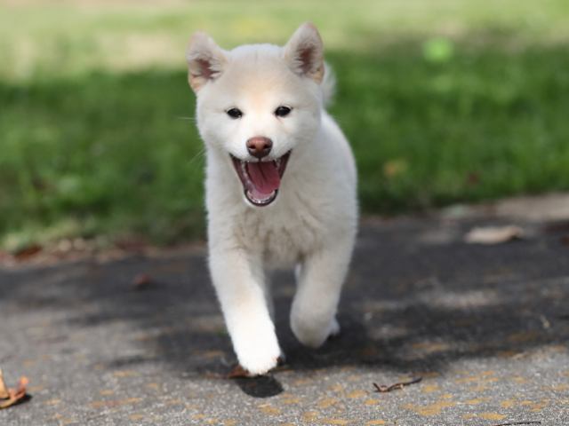 AI5I7546-puppy AI5I7546-puppy