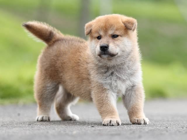 AI5I7660-puppy-puppy AI5I7660-puppy-puppy