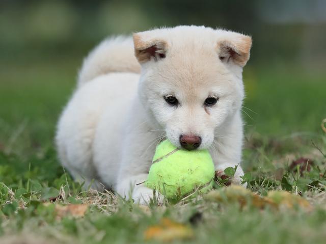 AI5I7674-puppy AI5I7674-puppy