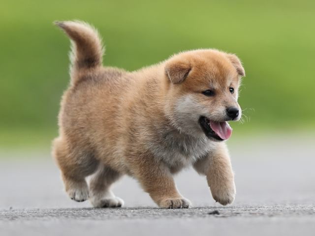 AI5I7683-puppy-puppy AI5I7683-puppy-puppy