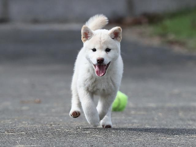 AI5I7721-puppy AI5I7721-puppy