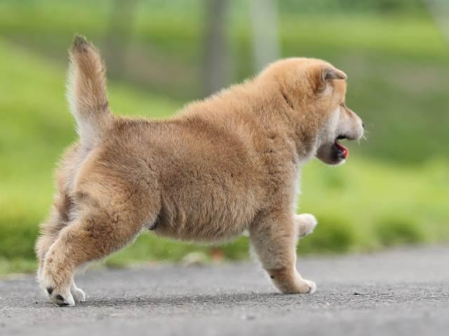 AI5I7737-puppy-puppy AI5I7737-puppy-puppy