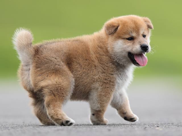 AI5I7749-puppy-puppy AI5I7749-puppy-puppy
