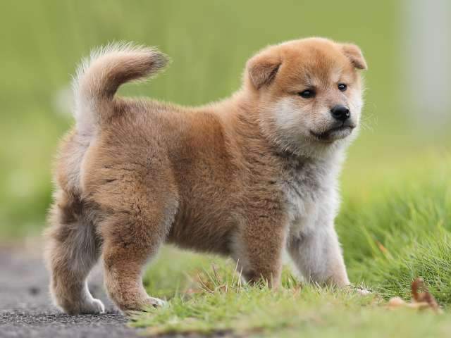 AI5I7768-puppy-puppy AI5I7768-puppy-puppy