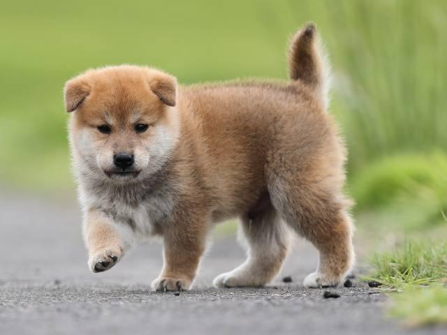 AI5I7787-puppy-puppy AI5I7787-puppy-puppy