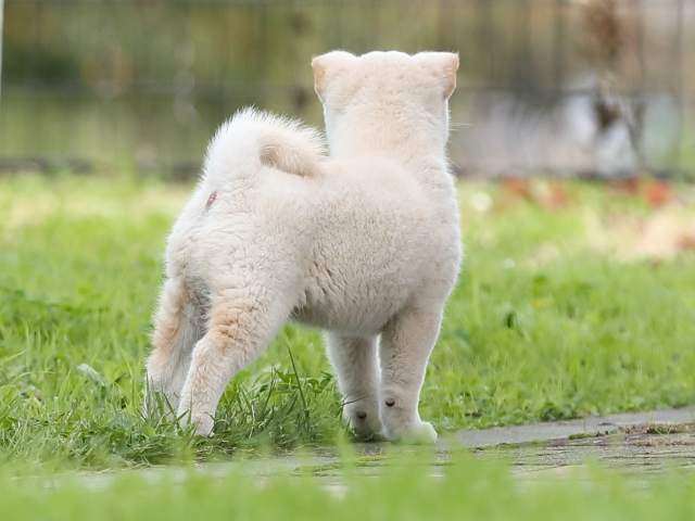 AI5I7790-puppy AI5I7790-puppy
