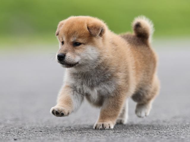 AI5I7813-puppy-puppy AI5I7813-puppy-puppy