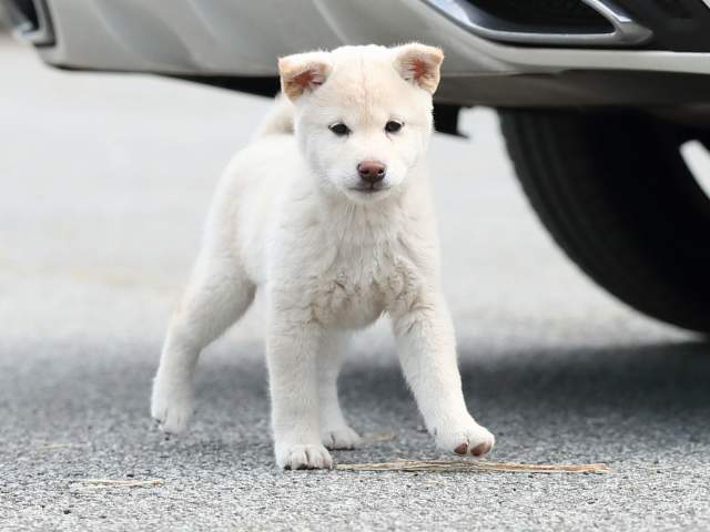 AI5I7833-puppy AI5I7833-puppy