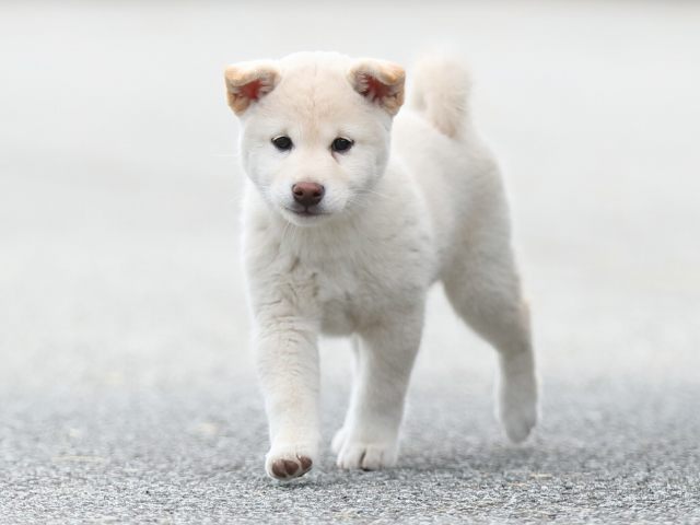 AI5I7848-puppy AI5I7848-puppy