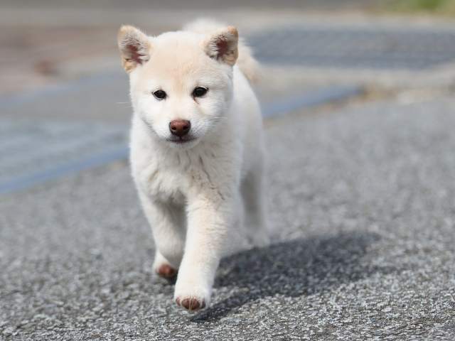 AI5I7887-puppy AI5I7887-puppy