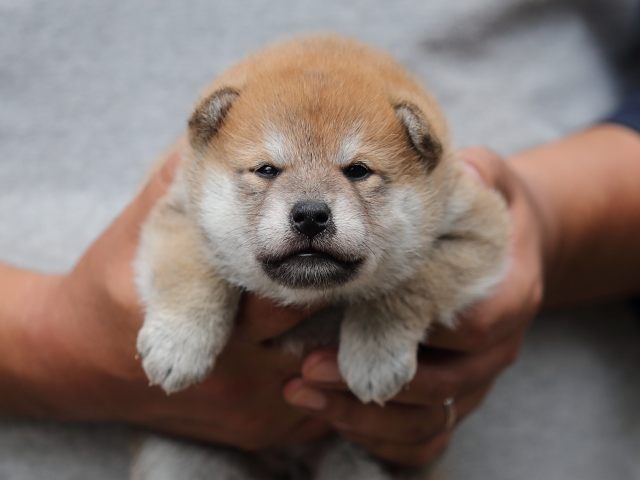 AI5I8021-puppy AI5I8021-puppy