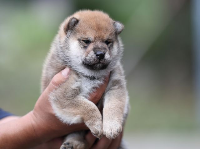 AI5I8026-puppy AI5I8026-puppy