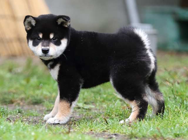 AI5I8050-puppy AI5I8050-puppy