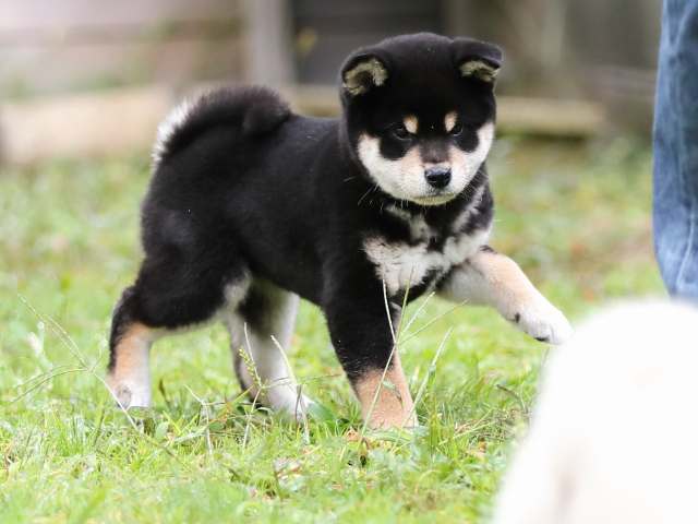 AI5I8076-puppy AI5I8076-puppy
