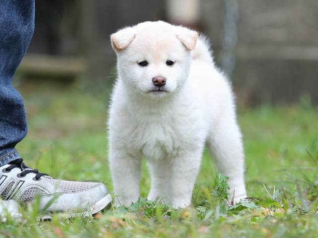 AI5I8109-puppy AI5I8109-puppy
