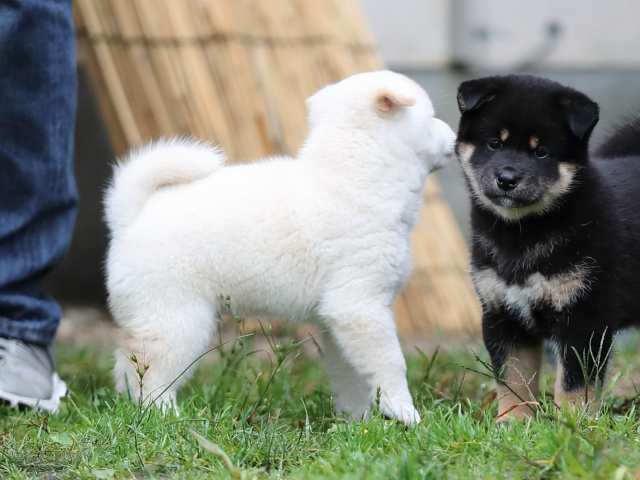 AI5I8211-puppy AI5I8211-puppy