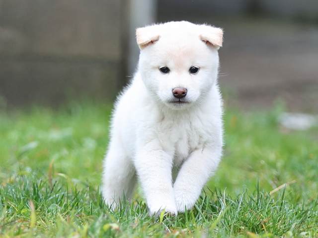 AI5I8220-puppy AI5I8220-puppy