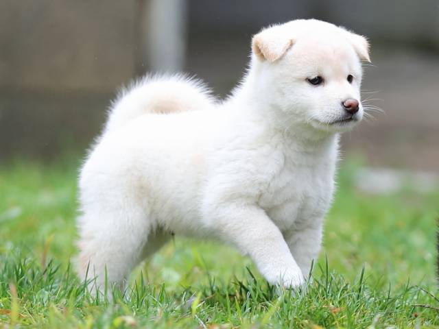 AI5I8246-puppy AI5I8246-puppy