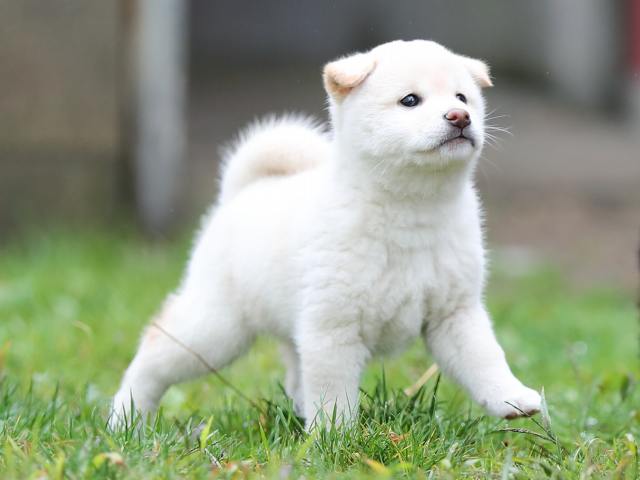 AI5I8248-puppy AI5I8248-puppy