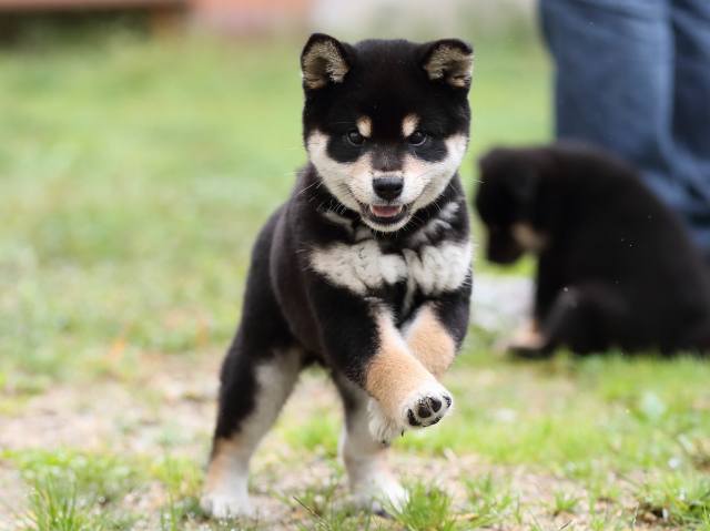 AI5I8307-puppy AI5I8307-puppy