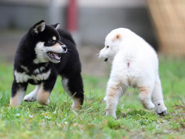 AI5I8366-puppy AI5I8366-puppy