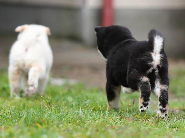 AI5I8371-puppy AI5I8371-puppy