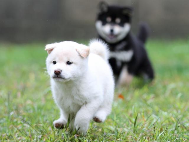 AI5I8382-puppy AI5I8382-puppy