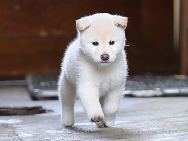 AI5I8418-puppy AI5I8418-puppy
