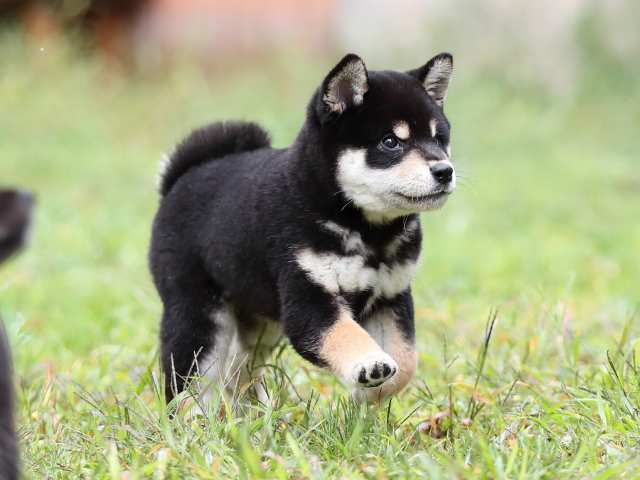 AI5I8543-puppy AI5I8543-puppy