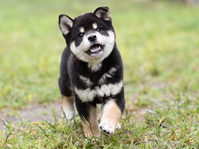 AI5I8566-puppy AI5I8566-puppy