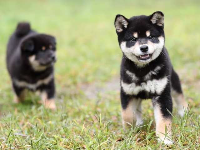 AI5I8573-puppy AI5I8573-puppy