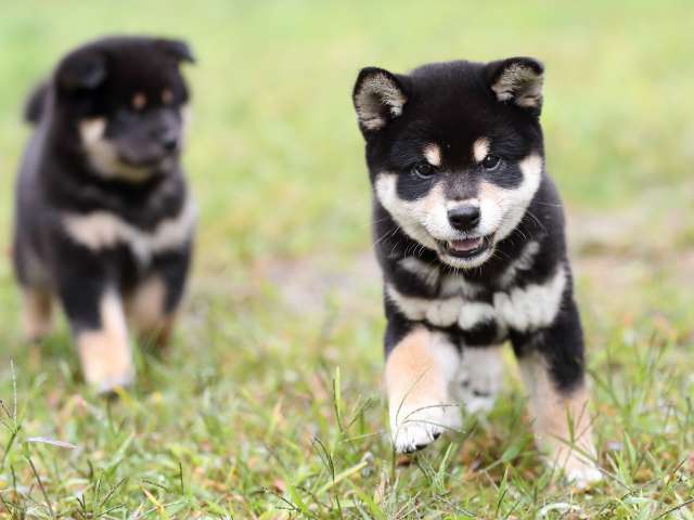 AI5I8575-puppy AI5I8575-puppy
