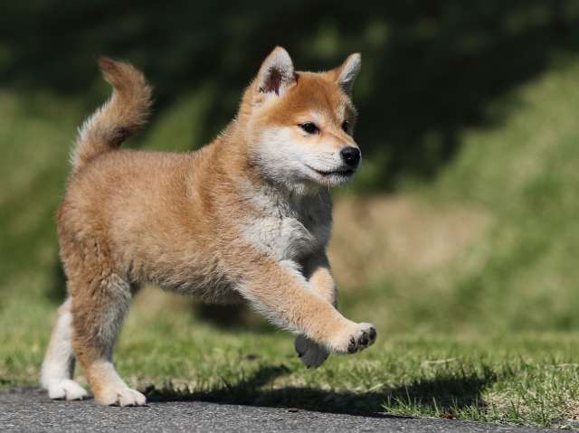 AI5I9670-puppy AI5I9670-puppy
