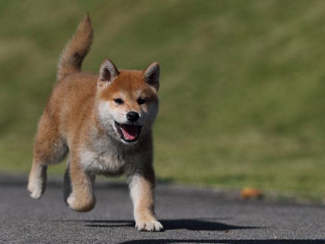 AI5I9697-puppy AI5I9697-puppy