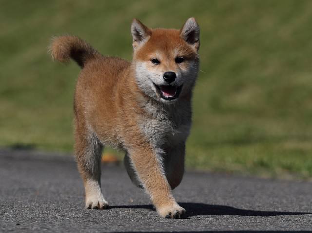 AI5I9702-puppy AI5I9702-puppy
