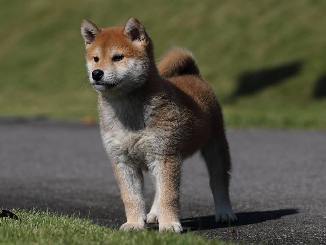 AI5I9731-puppy AI5I9731-puppy